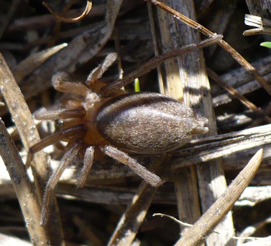 Drassode sp. - Roure (TO)